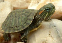 巴西红耳龟能长多大