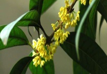 桂花树的品种有哪些 有什么特点