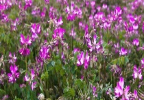 苕子什么时候开花 附地理分布