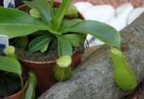 什么是绿苹果猪笼草