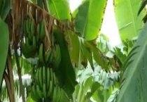 香蕉枯萎病的防治方法 发病原因是什么？