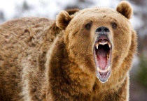 棕熊和老虎哪个厉害