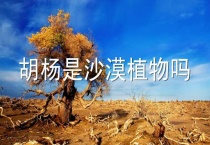 胡杨是沙漠植物吗？