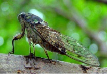 鸣 天放晴是什么动物