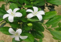 九里香怎么水培