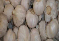 西亚和中亚为大蒜的原产地 山东大蒜算得上是中国优质大蒜