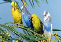 虎皮鹦鹉说话训练 虎皮鹦鹉说话教学准备