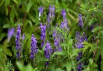 黄芩的生长习性 黄岑的开花结果习性