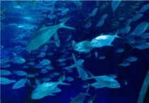 我国鱼类有多少种