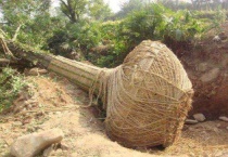 夏天移植树成功率高吗？