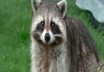 浣熊是不是保护动物 浣熊有什么特征