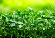 辣椒籽催芽多久？