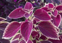 五彩苏和彩叶草的区别？