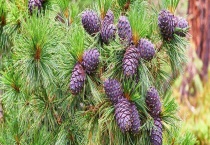 红松结果需要几年 红松是国家几级保护植物