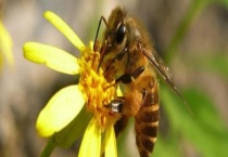 一脾蜜蜂春季怎么快速繁殖 需做好以下几点