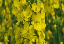 冬油菜最适合在什么时候栽培 主要分布区在哪