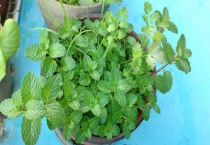 留香兰和薄荷的区别？