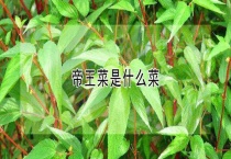 帝王菜是什么菜