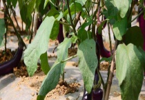 茄子叶片不平坦是什么原因？