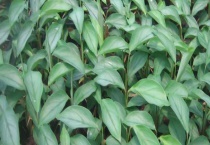 飞羽叶子卷起来怎么办？