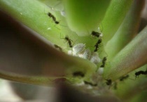 雪蚧虫是真的存在吗？