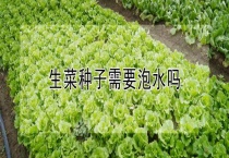 生菜种子需要泡水吗？