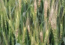 丙环唑可以防治的病有哪些 使用丙环唑的注意事项