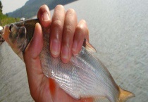 红尾鱼的钓法 钓红尾鱼的饵料选择