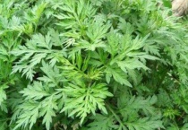 艾蒿和艾草是一种吗？