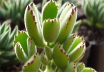 熊童子什么寓意