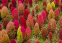 地肤种子价格及种植方法 附地肤栽培的准备及播种多久？