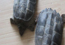 鳄龟的品种有哪些？附真鳄龟特征