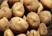 士豆什么时候可以种