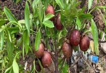 山竹苗结果需要几年 吃山竹的好处有哪些？