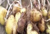 元胡种子价格及种植方法 附元胡的病虫防治的多久？