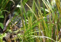 金钱蒲发黄怎么办？