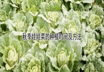 秋季娃娃菜的种植时间及多久？