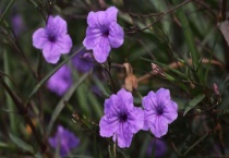 翠芦莉是多年生吗？