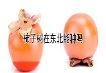 柿子树在东北能种吗？