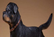 罗威纳犬怎么养？容易养吗？