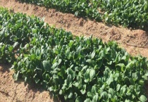 春菜生吃可以吗 春菜是芥菜吗？