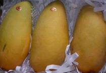 芒果种子那头是根