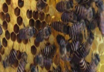 介入蜂王 附注意事项