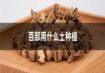百部用什么土种植