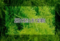 莫斯水草怎么养才能爆缸