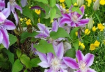 三类铁线莲品种