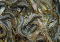 清水养泥鳅能活多久？