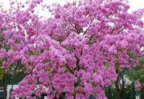 紫花风铃木花语