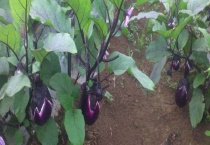 茄子可以直接播种吗？