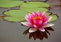 养睡莲需要泥土吗？